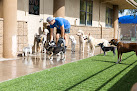 Pet boarding services Doggie District - Mesa in Mesa in Arizona