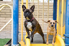 Pet boarding services Doggie District - Paradise Valley in Phoenix in Arizona