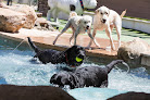 Pet boarding services Doggie District - Peoria in Peoria in Arizona