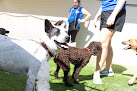 Pet boarding services Doggie District - Tempe in Tempe in Arizona
