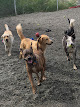 Pet boarding services Doggie Dog World in Anchorage in Alaska