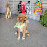 Pet boarding services Doggie Do's Pet Salon in Bakersfield in CA