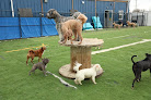 Pet boarding services Doggie Paddles Llc in Florence in Kentucky