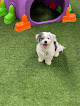 Pet boarding services Doggie Paradise - Daycare, Boarding & Grooming in Wallington in Bergen