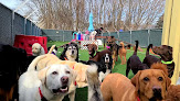 Pet boarding services Doggie Playroom In Bloom in Bloomsburg in Pennsylvania