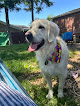 Pet boarding services Doggie Retreat in Dayton in OH