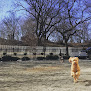Pet boarding services Doggie V.i.p. Philly in Philadelphia in Pennsylvania