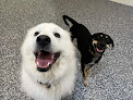 Pet boarding services Doggone Fun Daycare & Boarding in Mt Ulla in Rowan