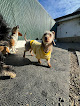Pet boarding services Doggone Fun in Lewiston in Maine