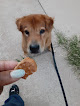 Pet boarding services Doggy Day Care in Wichita in Kansas