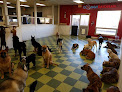 Pet boarding services Doggy Daydream in Prospect Heights in IL