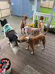 Pet boarding services Doggy Paradise in Tacoma in Washington