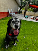 Pet boarding services Doggy Resort Srq in Sarasota in Florida