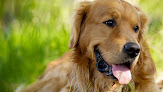 Pet boarding services Dogjax in Jackson in WY
