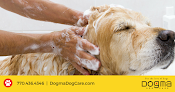 Pet boarding services Dogma Dog Care in Smyrna in Cobb