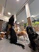Pet boarding services Dogma Garden in New York in Manhattan