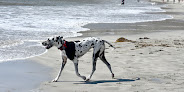 Pet boarding services Dognpooch.com in San Luis Obispo in California