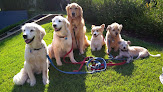 Pet boarding services Dogon Fitness - Rockville Gaithersburg Potomac in Rockville in Maryland