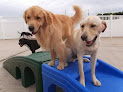 Pet boarding services Dogs All Day in Charlotte in Mecklenburg