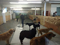 Pet boarding services Dogs At Play! in Newport in MN