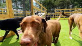 Pet boarding services Dogs’ Country Boarding & Daycare in Gaston in Indiana