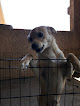 Pet boarding services Dog's Day Inn Boarding And Grooming in Apple Valley in CA
