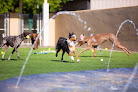 Pet boarding services Dog's Day Inn Pet Resort in Katy in Harris