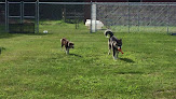 Pet boarding services Dogs Day Out: Dog Daycare in Morristown in VT