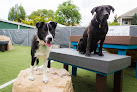 Pet boarding services Dogs Dig It in Portland in OR