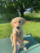 Pet boarding services Dogsense Training Academy Llc in Washington in IL