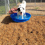 Pet boarding services Dogservices West in Glen Allen in Virginia