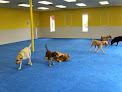 Pet boarding services Dogservices in Richmond in Virginia