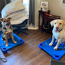 Pet boarding services Dogspring Training in Clovis in Clovis