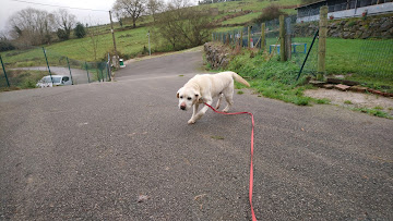 Pet boarding services Dogstar Resort Canino in Reocín in Spain