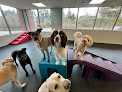 Pet boarding services Dogtopia Of Bellevue in Bellevue in King