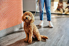 Pet boarding services Dogtopia Of Birmingham - Parkside in Birmingham in Alabama