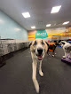 Pet boarding services Dogtopia Of Downtown Orlando in Orlando in Orange