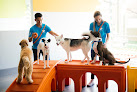 Pet boarding services Dogtopia Of Historic Phoenix in Phoenix in Arizona