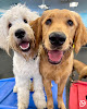 Pet boarding services Dogtopia Of North Worcester in Worcester in MA