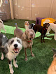 Pet boarding services Dogtopia Of South Chandler in Chandler in Arizona