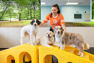 Pet boarding services Dogtopia Of Uptown Phoenix in Phoenix in Arizona