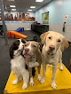 Pet boarding services Dogtopia Of Viera in Rockledge in Brevard