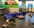Pet boarding services Dogtopia in Edmond in Oklahoma