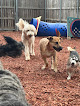 Pet boarding services Dogtown Bed & Biscuit in Longview in Texas