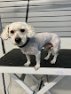 Pet boarding services Dogtown Pet Resort And Spa in Phoenix in Arizona