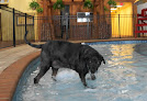 Pet boarding services Dogtown Usa St Augustine in St. Augustine in Florida