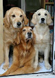 Pet boarding services Dogtropolis in Greenwood in Indiana