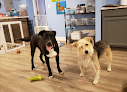 Pet boarding services Dogville in Nashville in Davidson