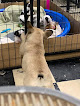 Pet boarding services Dogz In Sudz in Pendleton in Indiana