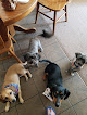 Pet boarding services Dogz N' Catz in Clovis in CA